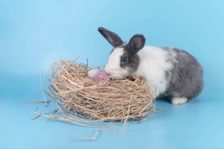 An adorable gray and white fluffy Easter bunny crouched beside him. Stack of hay with colorful eggs Staring egg isolated on blue background Sent to you on Easter.