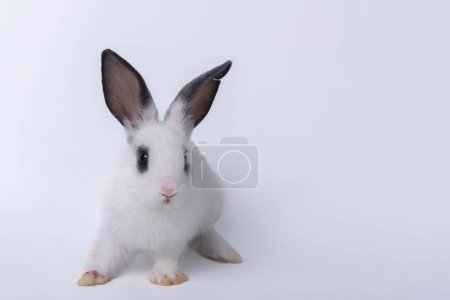 Ein niedliches kleines Häschen mit spitzen Ohren, weißem Fell und funkelnden Augen. Auf weißem Hintergrund isoliert nach Oster- und Feiertagskonzepten