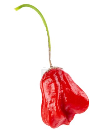 Photo for Ripe red chili pepper isolated on a white background. Capsicum baccatum or Bishops crown pepper - Royalty Free Image