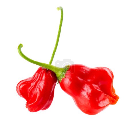Photo for Ripe red chili peppers isolated on a white background. Capsicum baccatum or Bishops crown pepper - Royalty Free Image