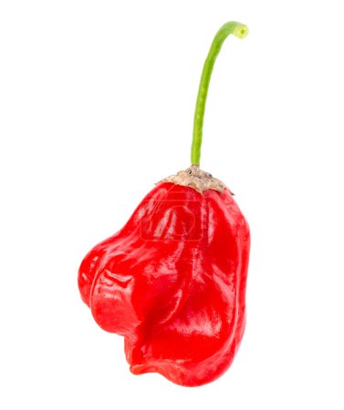 Photo for Ripe red chili pepper isolated on a white background. Capsicum baccatum or Bishops crown pepper - Royalty Free Image