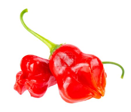 Photo for Ripe red chili peppers isolated on a white background. Capsicum baccatum or Bishop's crown pepper - Royalty Free Image
