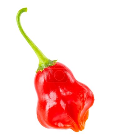 Photo for Ripe red chili pepper isolated on a white background. Capsicum baccatum or Bishop's crown pepper - Royalty Free Image