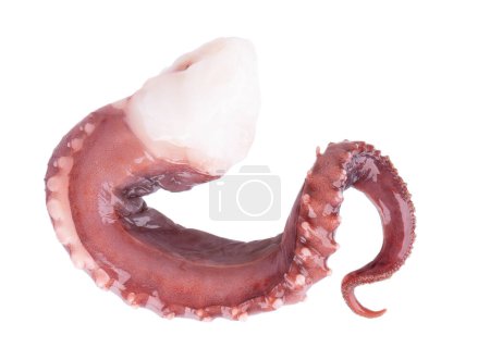 Foto de Tentáculos de calamar aislados sobre fondo blanco. Calamar gigante crudo fresco. Vista superior - Imagen libre de derechos