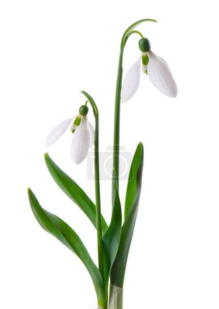 Photo for Snowdrop flowers isolated on white background. Beautiful spring flowers - Royalty Free Image