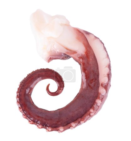 Photo for Squid tentacles isolated on white background. Fresh raw gigant squid. Top view - Royalty Free Image