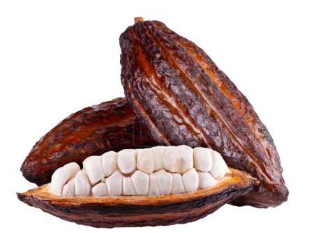Frische Kakaofrüchte isoliert auf weißem Hintergrund. Dunkelrote Kakaoschoten. Steilpfad