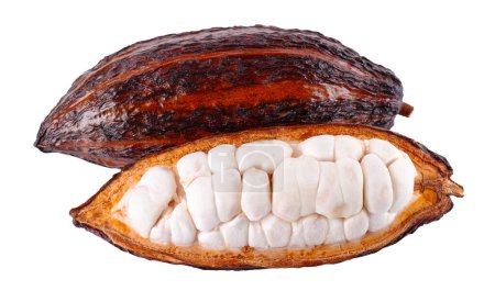 Frische Kakaofrüchte isoliert auf weißem Hintergrund. Dunkelrote Kakaoschoten. Steilpfad