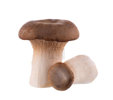 King oyster mushroom isolated on white background. Pleurotus eryngii mushroom