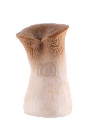 King oyster mushroom isolated on white background. Pleurotus eryngii mushroom