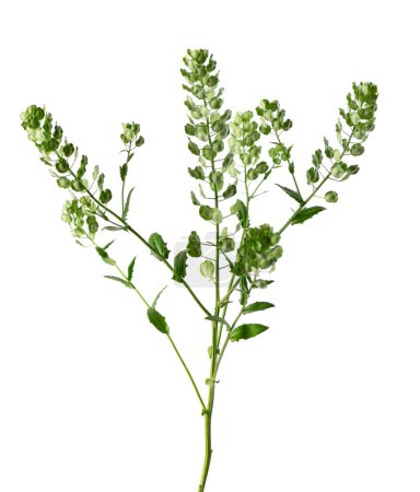 Thlaspi arvense isolated on white background. Flattened, oval seedpods of Field Pennycress. Medicinal herb