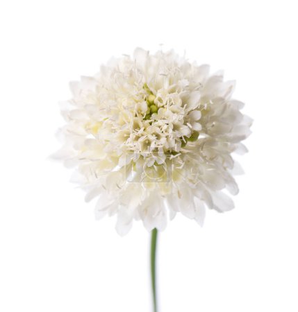 Flor escabrosa aislada sobre fondo blanco. Knautia arvensis. Flor blanca de scabiosa