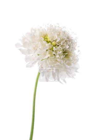 Scabious flower isolated on white background. Knautia arvensis. White flower of scabiosa