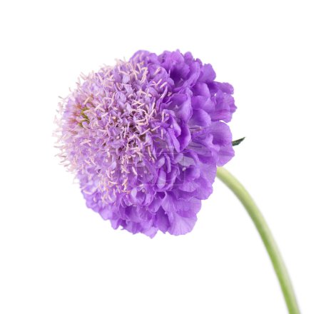 Flor escabrosa aislada sobre fondo blanco. Knautia arvensis. Flor doble púrpura de scabiosa