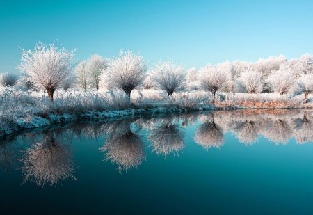 Photo for Frost covered trees by a lake in winter - Royalty Free Image