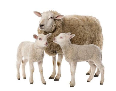 Ewe and two lambs on a white background