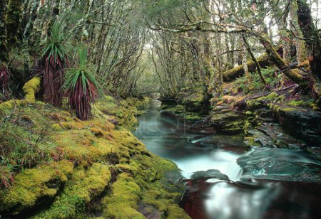 Téléchargez les photos : Stream in a rainforest jungle - en image libre de droit