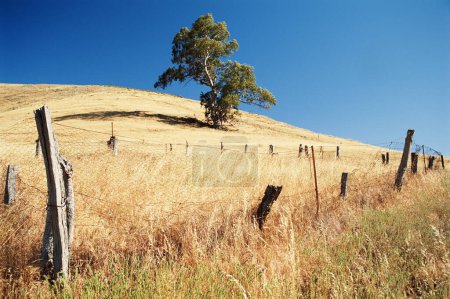 Téléchargez les photos : Arbre solitaire sur une colline lors d'une vague de chaleur - en image libre de droit