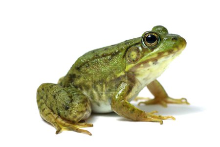 grüner Frosch auf weißem Hintergrund