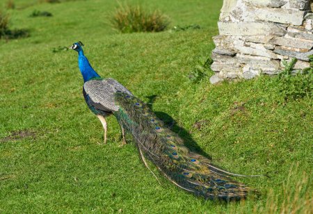 Foto de Azul brillante pavo real en la hierba - Imagen libre de derechos