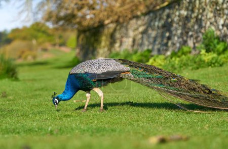 Bright blue Peacock on grass       