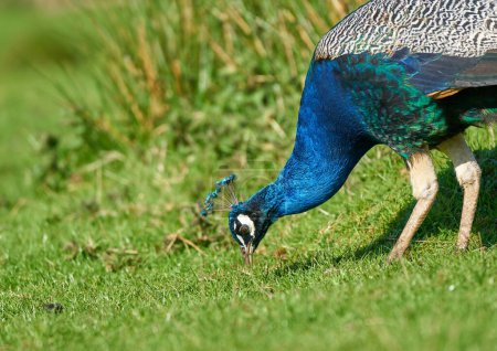 Bright blue Peacock on grass       
