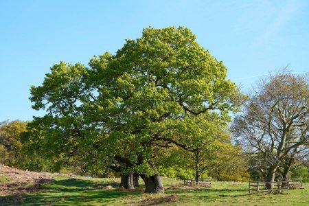 Large Oak tree in Bradgate Park, Leicestershire, UK             
