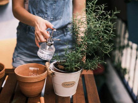 Photo for An individual is attentively watering a potted rosemary plant, highlighting the gardening process - Royalty Free Image