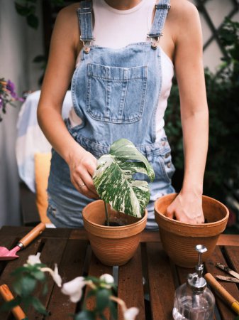 Photo for A woman in denim overalls engages in planting a green leafy plant in a terracotta pot - Royalty Free Image
