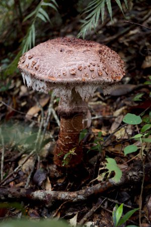 Photo for Brown giant umbrella mushroom growing in rainforest on rainy season, growing giant fungi - Royalty Free Image