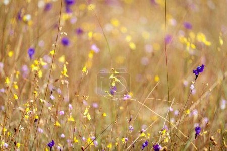 Photo for Multicolor flower meadow with purple and yellow, beautiful grass wild flower field, Utricularia delphinioides (Lentibulariaceae) and bladderwort (Utricularia bifida), Ubon Ratchathani, Thailand. - Royalty Free Image