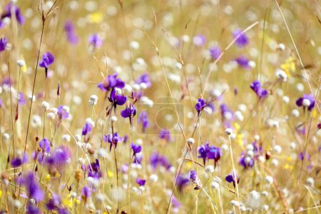 Multicolor flower meadow with purple and yellow, beautiful grass wild flower field, Utricularia delphinioides (Lentibulariaceae) and bladderwort (Utricularia bifida), Ubon Ratchathani, Thailand.