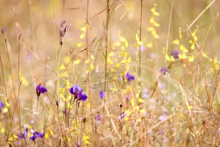 Pradera de flores multicolor con púrpura y amarillo, hermoso campo de flores silvestres de hierba, Utricularia delphinioides (Lentibulariaceae) y bladderwort (Utricularia bifida), Ubon Ratchathani, Tailandia.