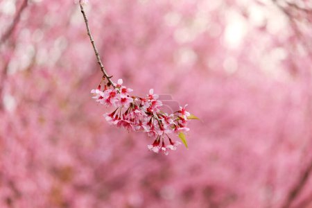 Photo for Wild Himalayan Cherry Blossom (Prunus cerasoides Rosaceae), beautiful pink cherry blossoming flwer branches on nature outdoors. Pink Sakura flowers of Thailand, dreamy romantic image spring, landscape - Royalty Free Image