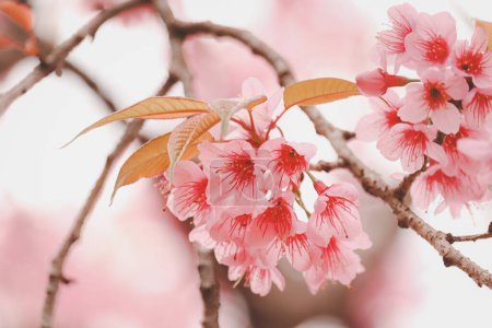 Photo for Wild Himalayan Cherry Blossom (Prunus cerasoides Rosaceae), beautiful pink cherry blossoming flwer branches on nature outdoors. Pink Sakura flowers of Thailand, dreamy romantic image spring, landscape - Royalty Free Image