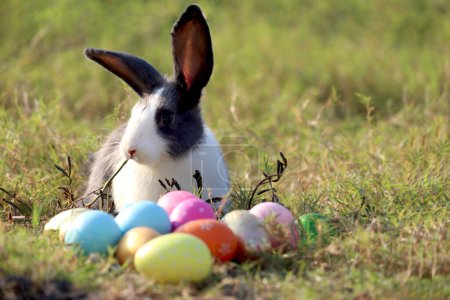 Happy cute white black fluffy Esther bunny sitting on green grass nature background with colorful Esther eggs, long ears rabbit in wild meadow, adorable pet animal in backyard, calibration spring time