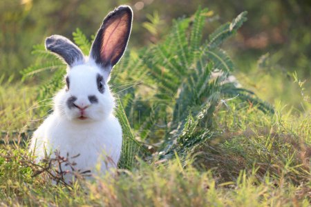 Foto de Happy cute white with black spot fluffy bunny on green grass nature background, long ears rabbit in wild meadow, adorable pet animal in the backyard. - Imagen libre de derechos