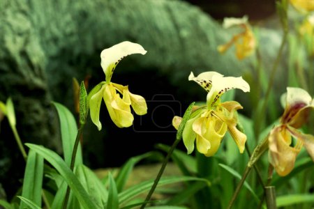 Foto de Rare Lady slipper orchid (Paphiopedilum exul) or Rongthao nari lueang krab (normal name in Thailand), beautiful blossom orchid flowers blooming in summer tropical garden. - Imagen libre de derechos