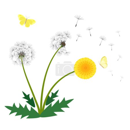 Illustration for Dandelion flower vector illustration, beautiful fresh blooming yellow flower, wind blowing dandelion seeds and butterfly isolated on white background. - Royalty Free Image