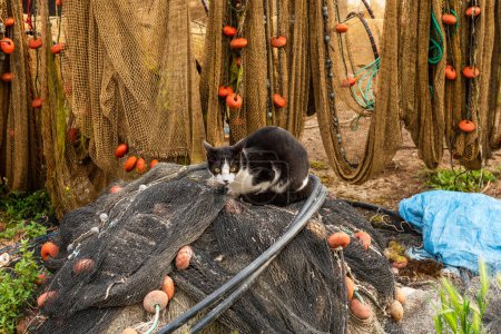 Téléchargez les photos : Un chat sur les filets du quartier de Pointe Courte, à Sète, par une matinée calme, à Hérault, Occitanie, France - en image libre de droit