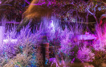 Téléchargez les photos : Magnifiques décorations de Noël à Arcachon la nuit, en Gironde, Nouvelle-Aquitaine, France - en image libre de droit