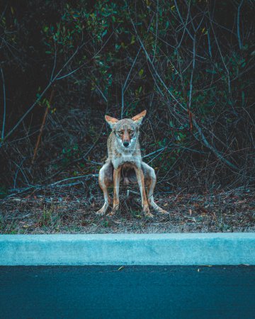 Foto de Coyote salvaje va a "baño" - Imagen libre de derechos