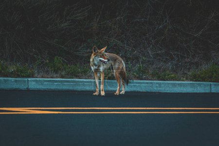 Wild coyote going to "bathroom"