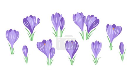 Photo for Vector set of spring crocus flowers isolated on a white background - Royalty Free Image