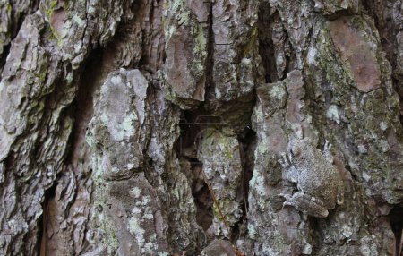 Téléchargez les photos : Grenouille grise Hyla chrysoscelis sur pin dans l'est du Texas - en image libre de droit