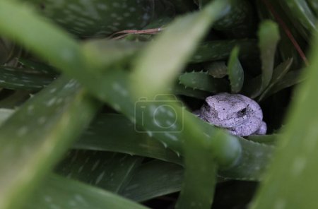 Téléchargez les photos : Grenouille grise se cachant dans l'usine verte d'aloe vera - en image libre de droit