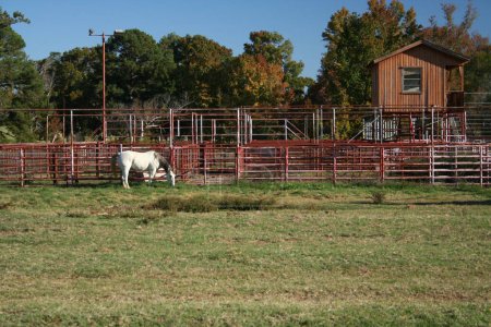 Photo for Abandoned Rodeo Arena With Horse Grazing on Grass in Rural East Texas - Royalty Free Image