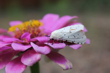 Salt Marsh Moth sur rose Zinnia Flower. Estigmene acrea Rural East TX