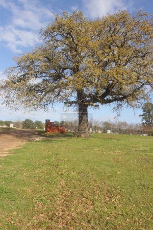 Baum und historischer Friedhof in Troup TX