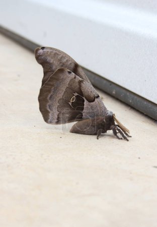 Polyphemus moth près de l'entrepôt au début du printemps. Rural East TX